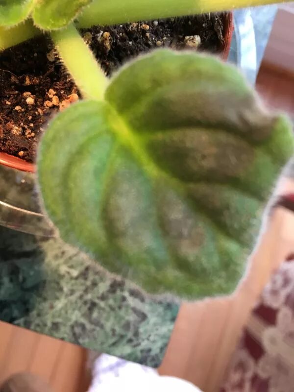 пятна на листьях фиалки причины. бронзовость листьев фиалок. серая гниль на фиалках. болезни фиалок фитофтороз. узамбарская фиалка болезни.