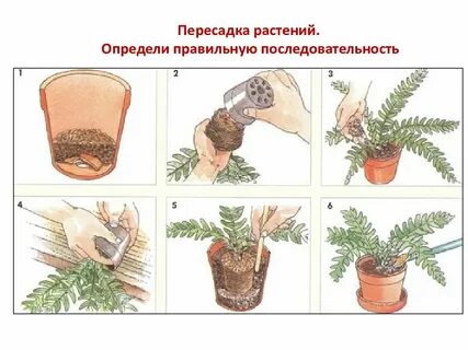 Уход размножение комнатных цветов