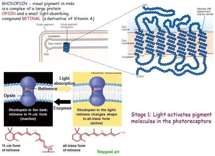 Родопсин и ретиналь. Зрительные пигменты классификация. Пигмент родопсин. Палочки и колбочки пигмент родопсин. Зрительный пигмент родопсин.