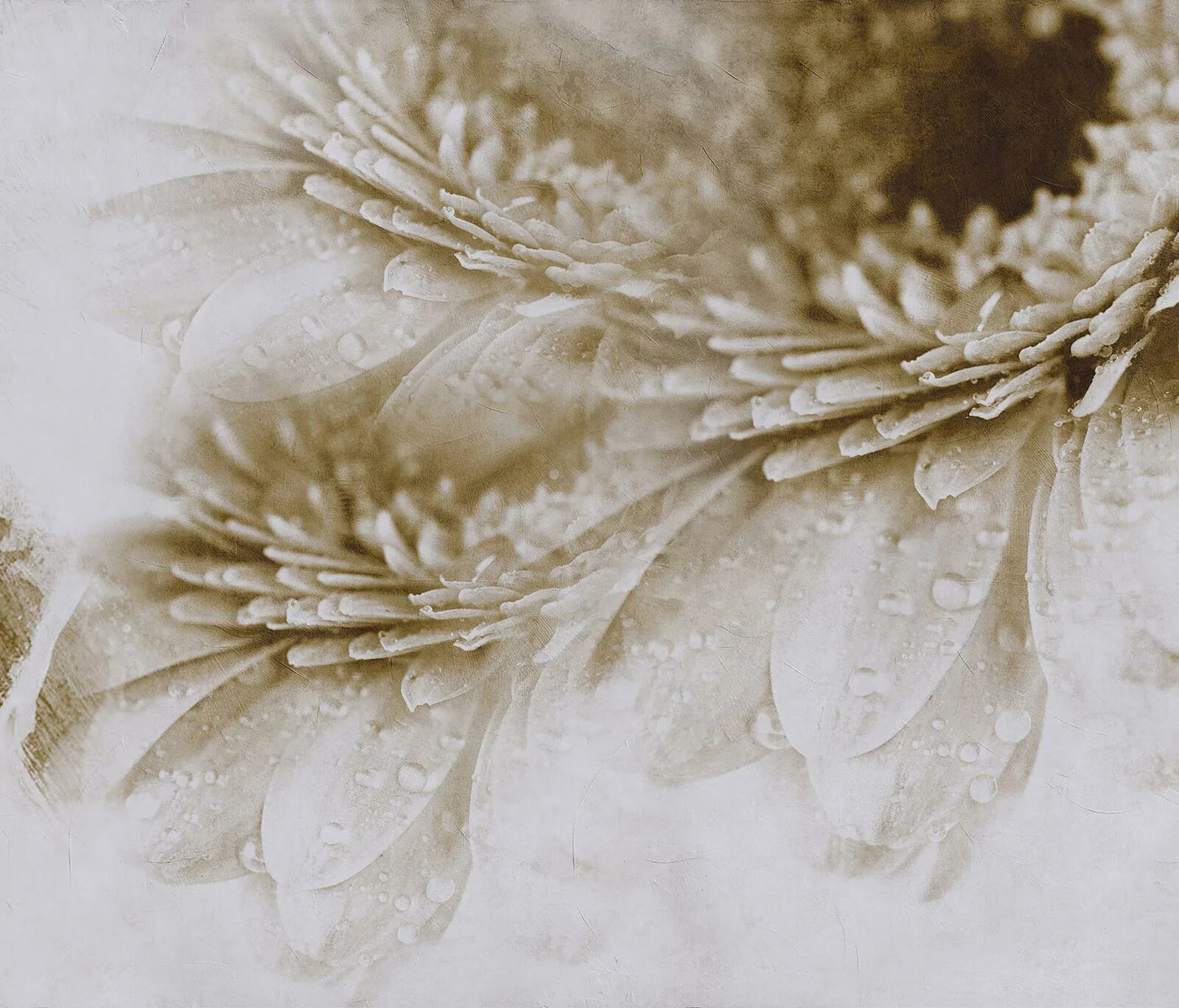 Crazy flowers. Стаканы люминарк графит. Алькасар-де-салатник luminarc e9986. Набор столовый crazy flowers. Салатник luminarc carine crazy flowers.