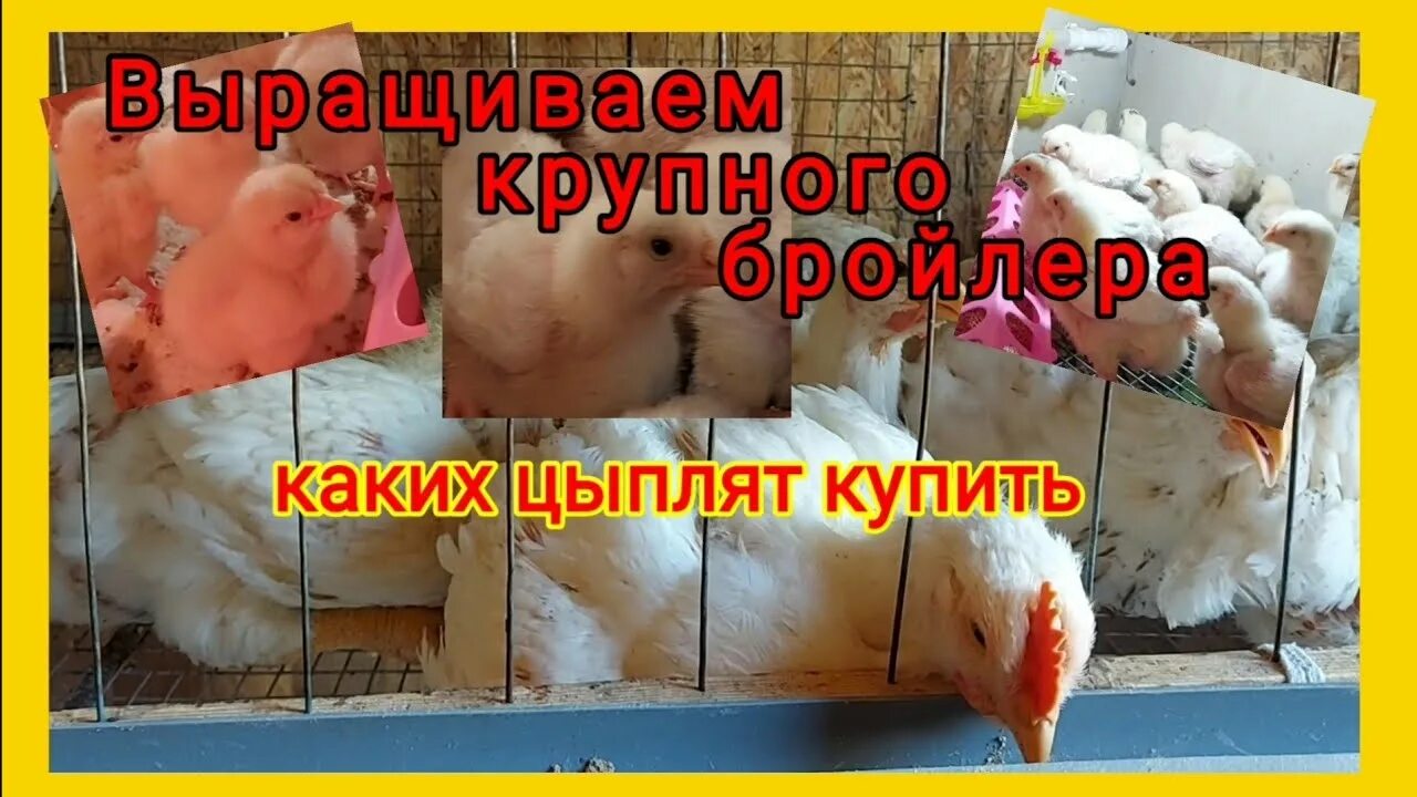 Каких бройлеров брать на мясо