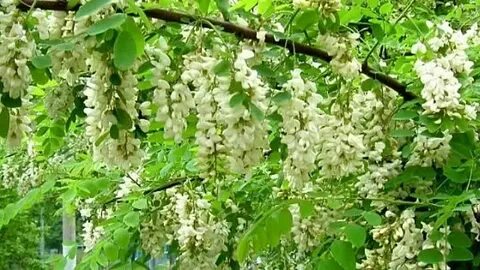 Песня я акация я колючая