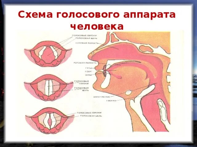 Строение голосового аппарата связки. Строение вокального аппарата. Строение голосового аппарата вокал. Певческий аппарат строение голосового аппарата. Голосовые резонаторы