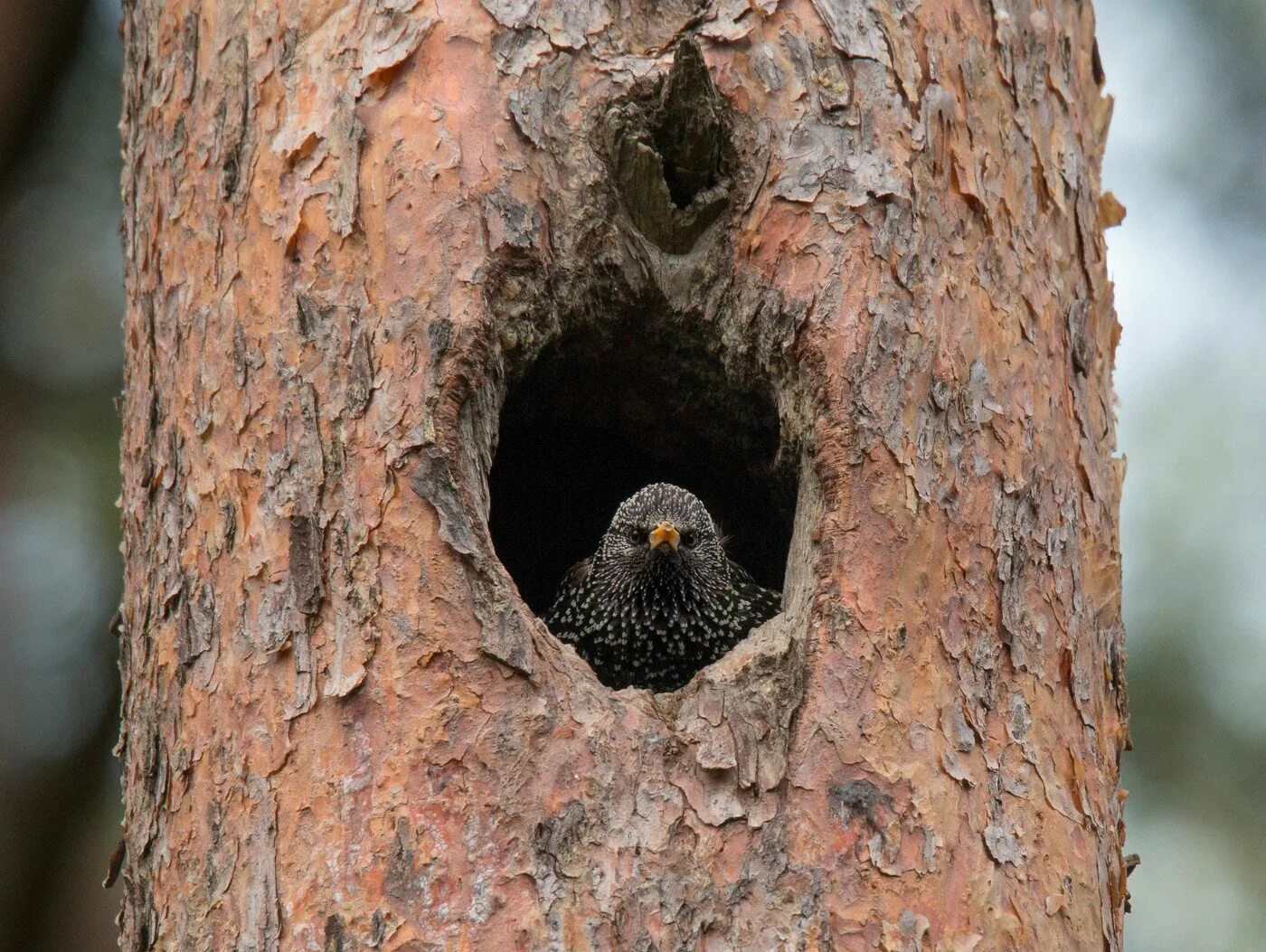 Обыкновенный скворец. Гнездо скворца. Гнездо скворца. Скворчата в гнезде. Скворец скворушка скворечник.