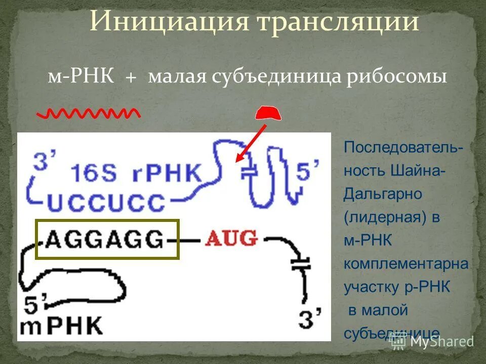 Субъединицы РНК. Малая субъединица РНК. Малая субъединица ИРНК. Инициация РНК.