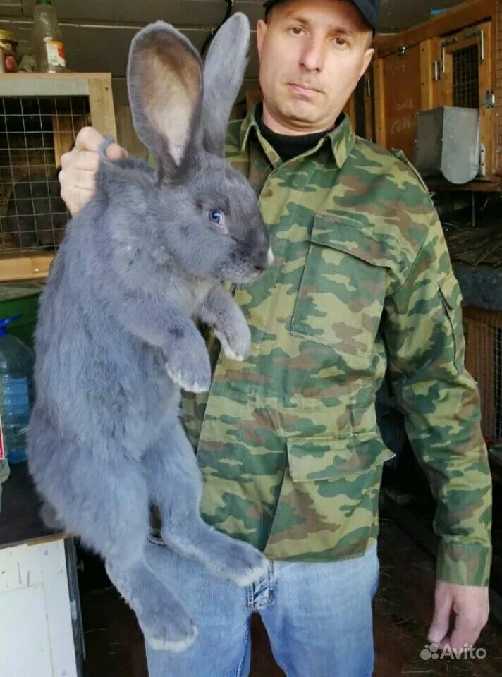 Купить кроликов ростов. Серый великан кролик. Кролики гиганты. Порода кроликов немецкий Ризен. Ризен кролик.