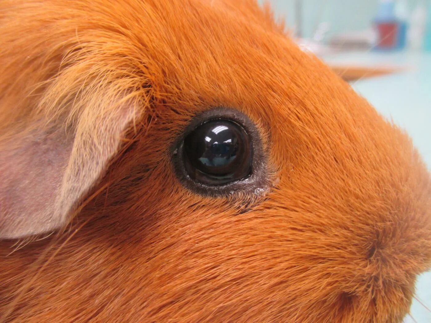 Жировик у морской свинки. Катаракта у морской свинки. Кератоконъюнктивит у морской свинки. Власоеды у морских свинок. Морская свинка симптомы.