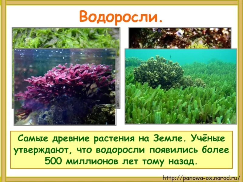 Водоросли самые древние растения на земле. Водоросли презентация. Водоросли самое древнее растение. Водоросли презентация 3 класс.