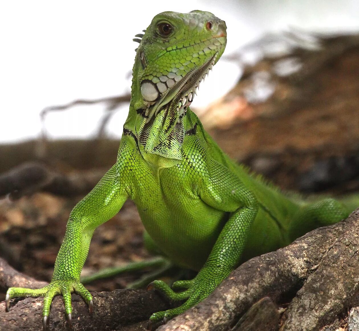 Ящерица з. Игуана зеленая обыкновенная. Игуана обыкновенная ( Iguana Iguana). Ящерица игуана. Ящерица зеленая игуана.