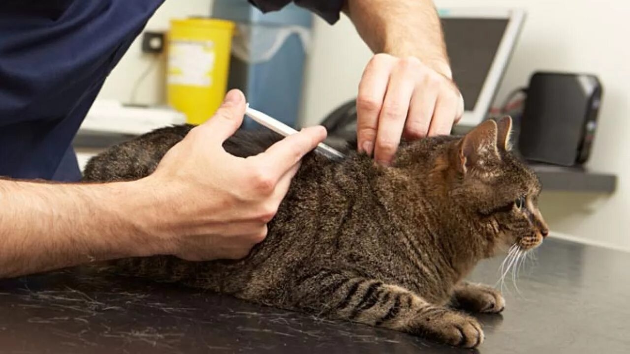 укол в холку подкожно коту. где делают коте. внутримышечный укол кошке. как сделать укол кошке в холку. где делают коте.
