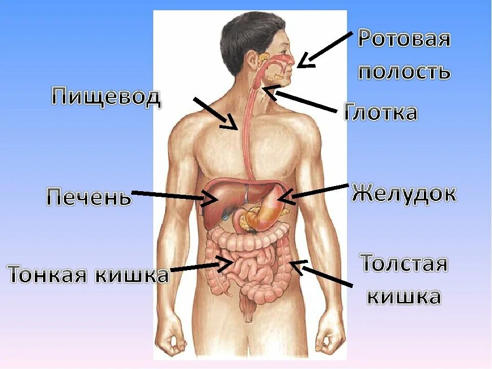 Печень и кишечник образуются. Организм человека желудок. Тело человека пищеварительная система.