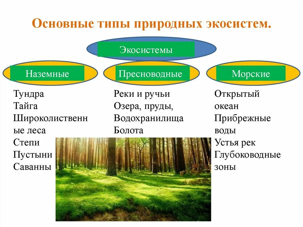 Природные экосистемы. Типы природных экосистем. Наземные экосистемы. Основные типы природных экосистем.