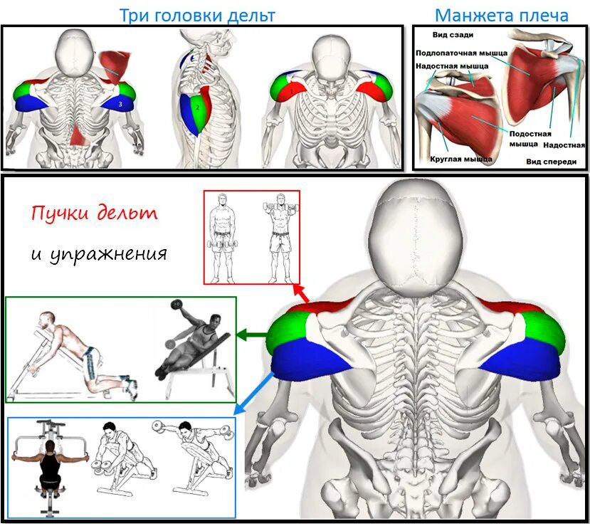Упражнения на средний пучок. Средний пучок дельтовидной мышцы упражнения. Передняя средняя и задняя Дельта. Упражнения на плечи. Дельтовидные мышцы плеч упражнения.