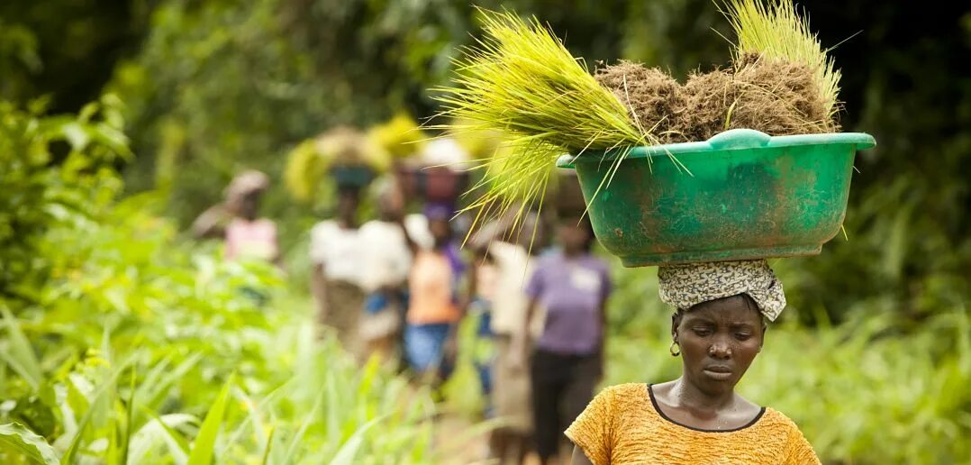 Africa grows. Либерия сельское хозяйство. Сьерра Леоне экономика. Сьерра Леоне сельское хозяйство. Лусака Замбия сельское хозяйство.