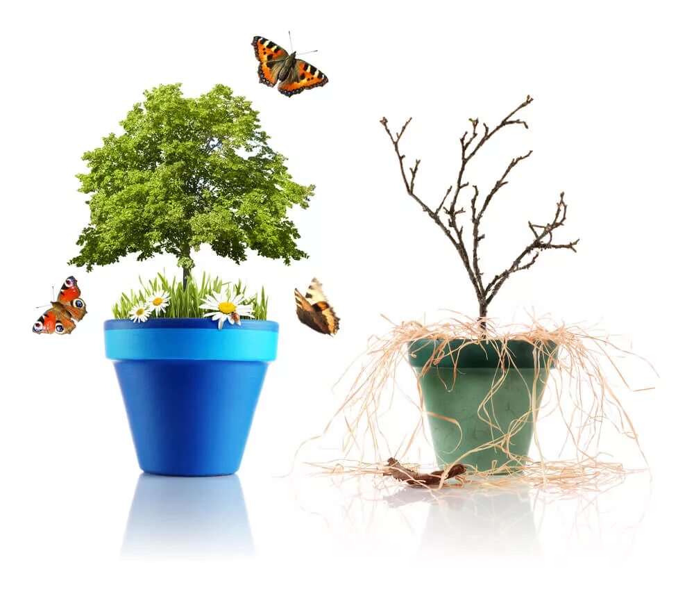 Цветок в горшке завял. Plants die if. Gif. Plants die if. Try plant.