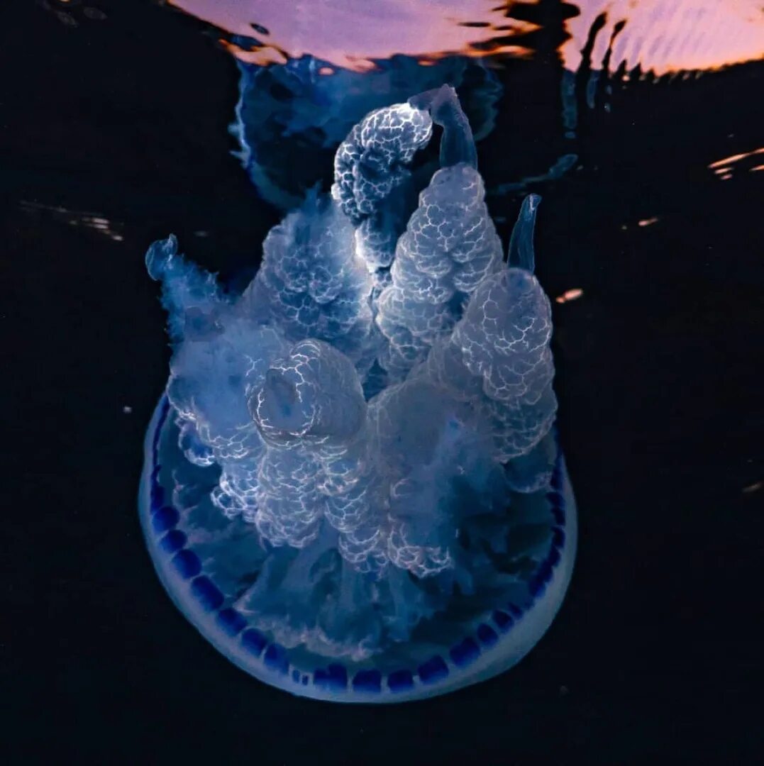 Джелли фиш медуза. Медуза летов. Медузы в азовском море. Егор летов арт минимализм. Биолюминесценция медузы.