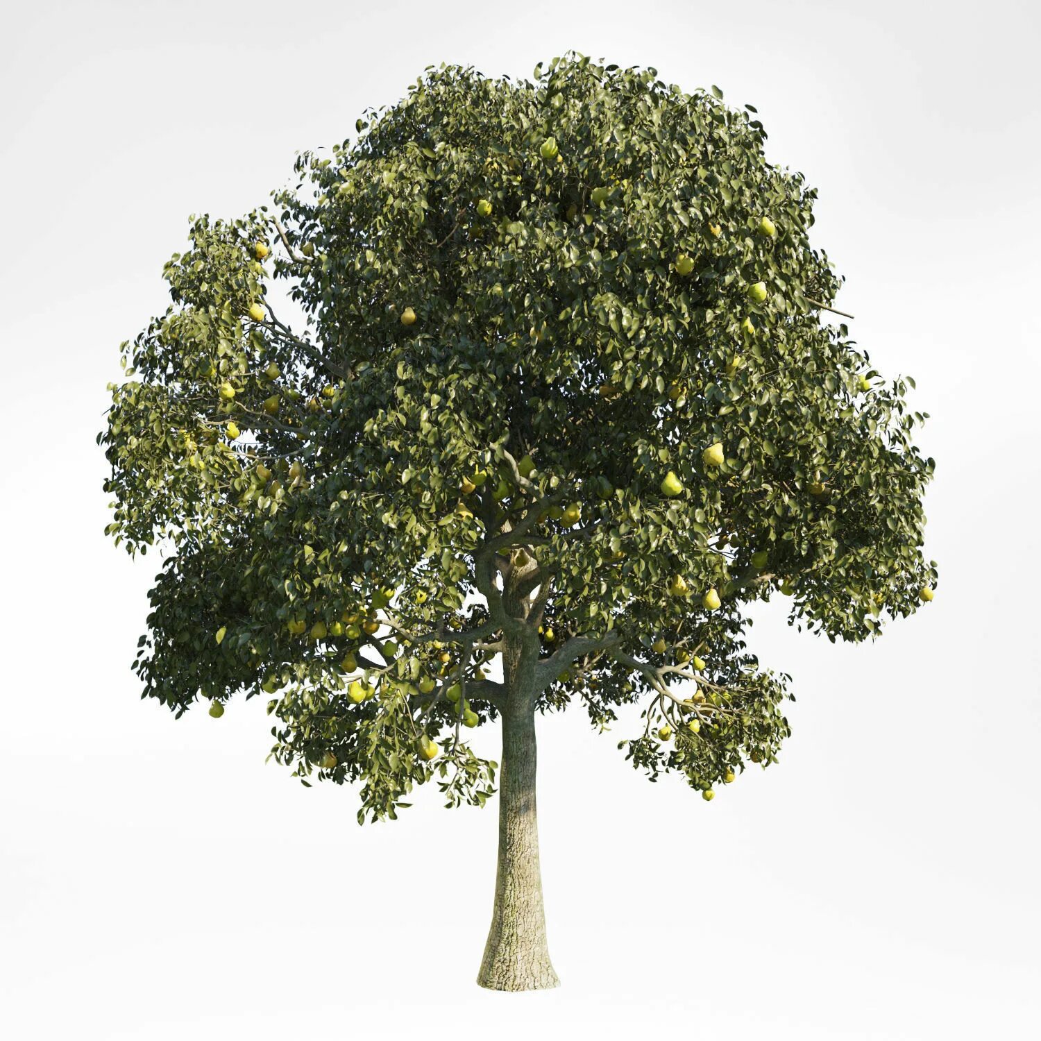 Tree x