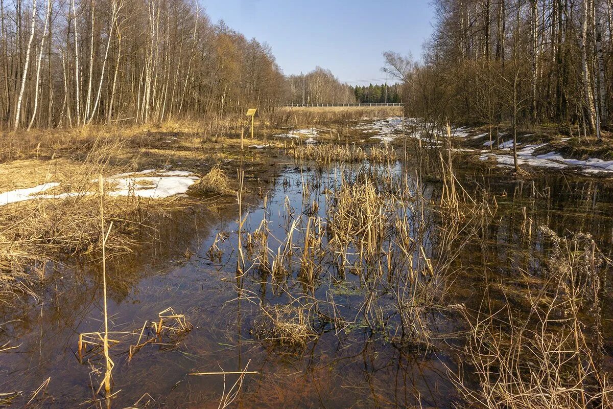 Болото. Мшистые болота весной. Болото ранней весной.