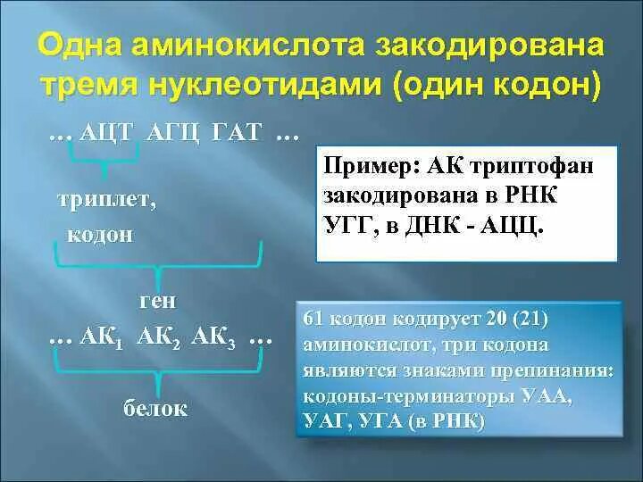 1 Аминокислота кодируется. Триплет кодирует одну аминокислоту. Аминокислота триптофан кодируется. Закодированные аминокислоты.