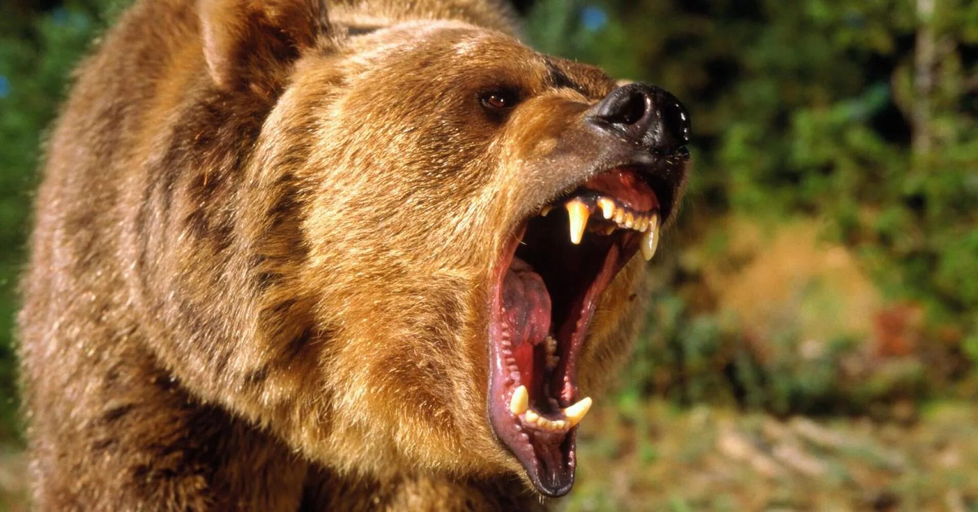 Опасны ли медведи. Медведь Гризли злой. Медведь Гризли нападение. Медведь Гризли нападает. Бурый медведь нападение Гризли.