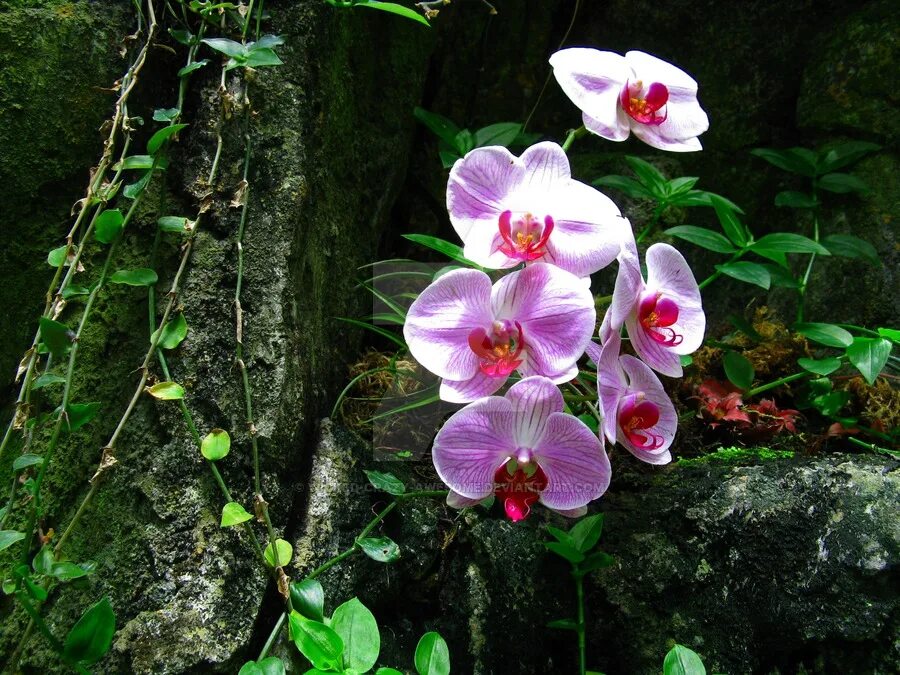 Rainforest plants. Орхидеи в сельве. Цветок Тропикал Амазон. Цветы сельвы. Цветы амазонских джунглей.