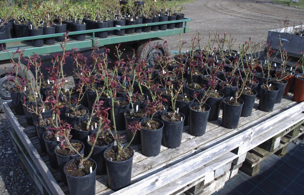 яблоня крупномер.