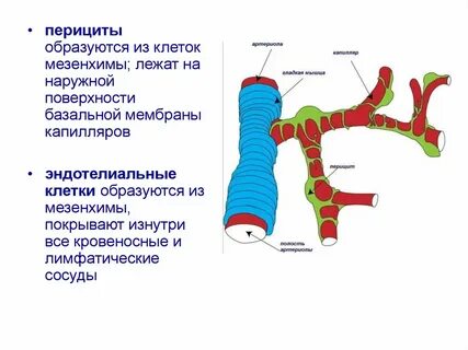 Ячейка образуется