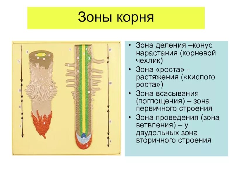 Каково значение зоны растяжения. Зона корня корневой чехлик зона деления зона. корневой чехлик зона деления и роста. зона ррста зона деления корея. конус нарастания зоны корня.