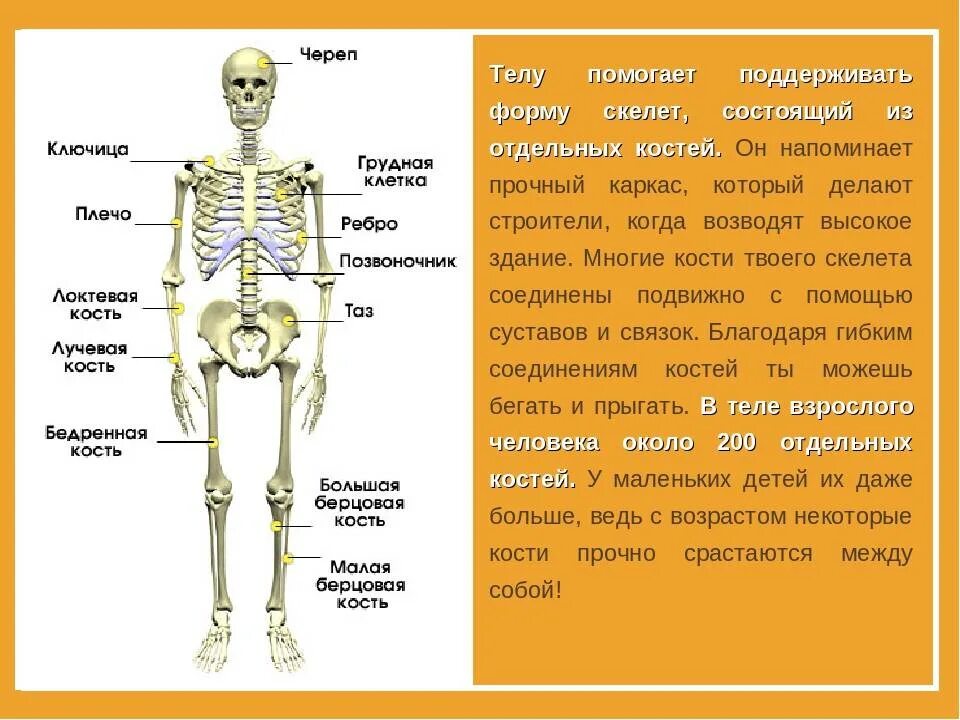 Самая прочная кость у человека. Самые сильные кости человека. Самая крепкая кость у человека. Самая прочная кость скелета.