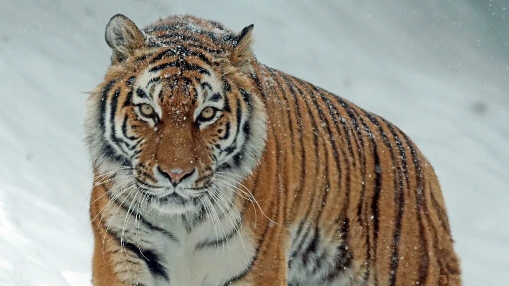 Уссурийский тигр и индийский тигр. Catch tiger. Тигр клипарт. Беременный тигр. Амурский тигр на охоте.