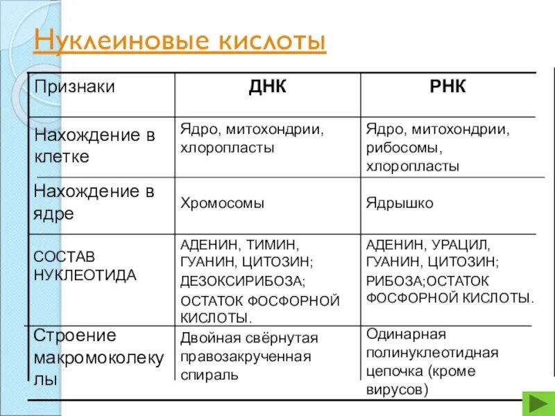 Строение нуклеиновых кислот ДНК И РНК. Нуклеиновые кислоты таблица 9 класс биология. Биология 9 класс нуклеиновые кислоты ДНК И РНК. Местоположение клетки