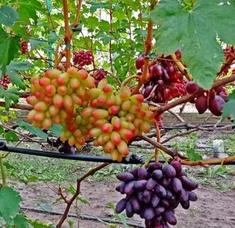 Виноград басанти