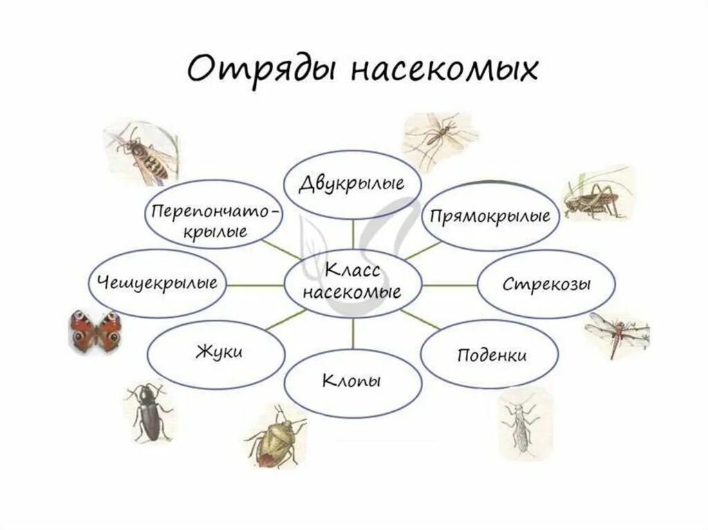 Многообразие насекомых. Классификация насекомых схема. Класс насекомые классификация. Видовое многообразие насекомых.