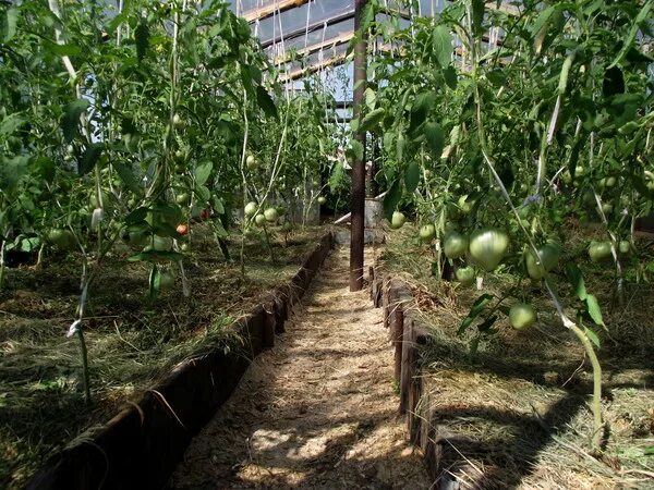 Помидоры сорт соренто фото. Урожайность с одного куста помидор. Посадка помидор 2023. Сколько кустов томатов. Сколько кустов томатов.