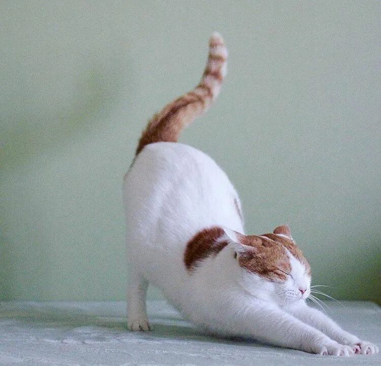 Кошачьи яйца. Кошка выгибает спину. Кошка попой вверх. Кот кувырок. Рыжий кот лежит.