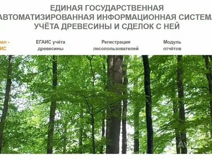 Егаис лес учета древесины с ней