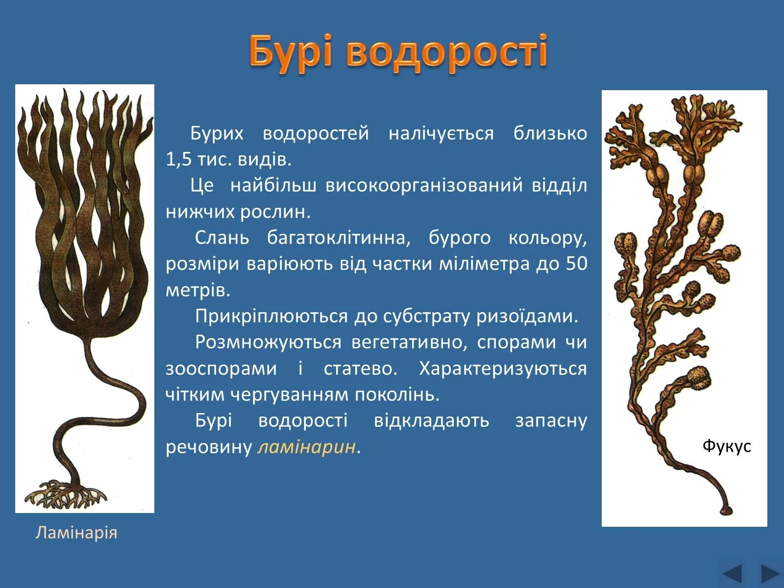 4 класса водорослей