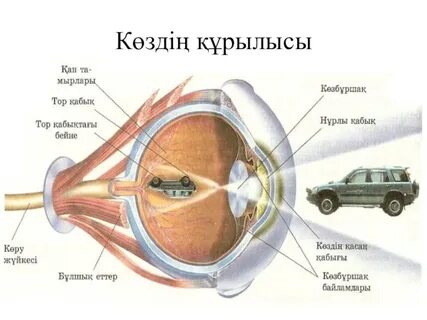 Емізік сорғысы порно видео