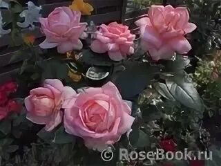 Фото загруженные участником Rozochka27 - Энциклопедия роз