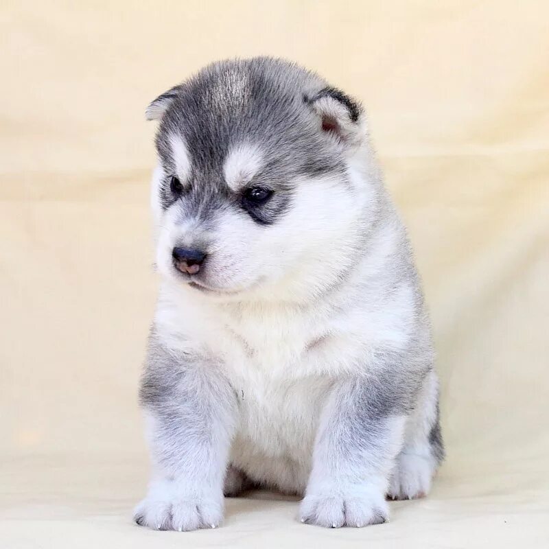 5 месяца. Сибирская хаски щенок 1 месяц. Хаски 1. Щенки сибирской хаски 2х месячный. Щенки хаски 1.