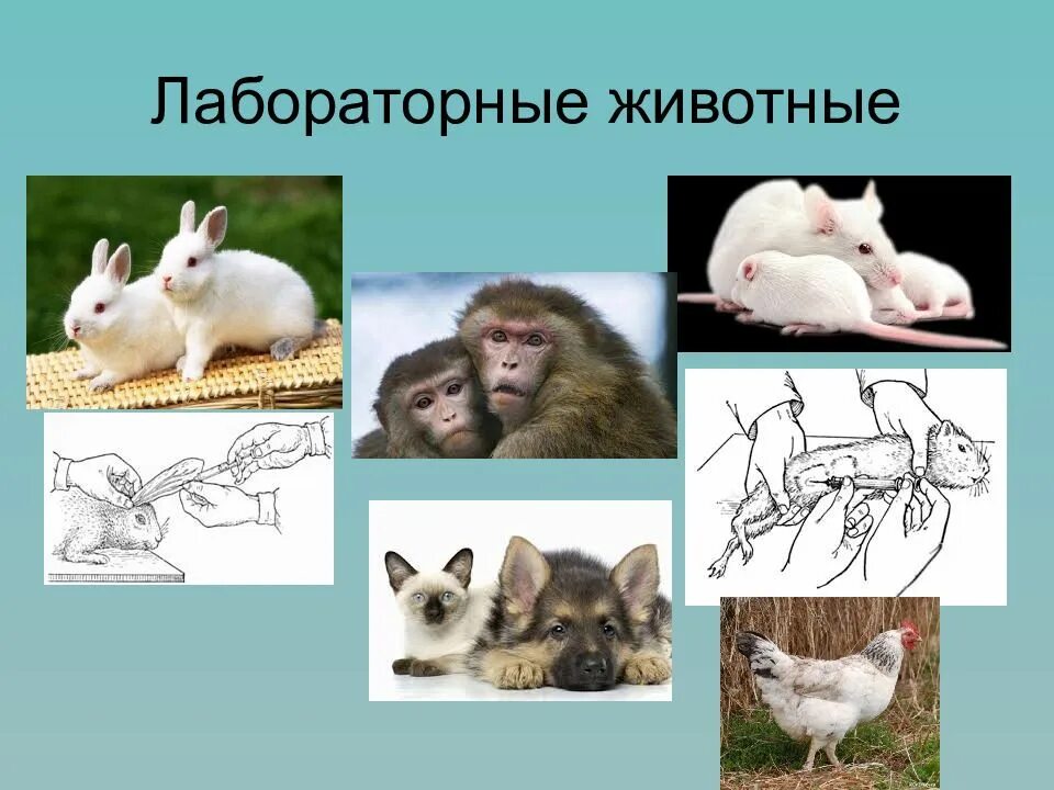 Виды лабораторных животных. Лабораторные животные презентация. лабораторные животные культивирование. культивирование вирусов на лабораторных животных. лабораторные экспериментальные животные животные.