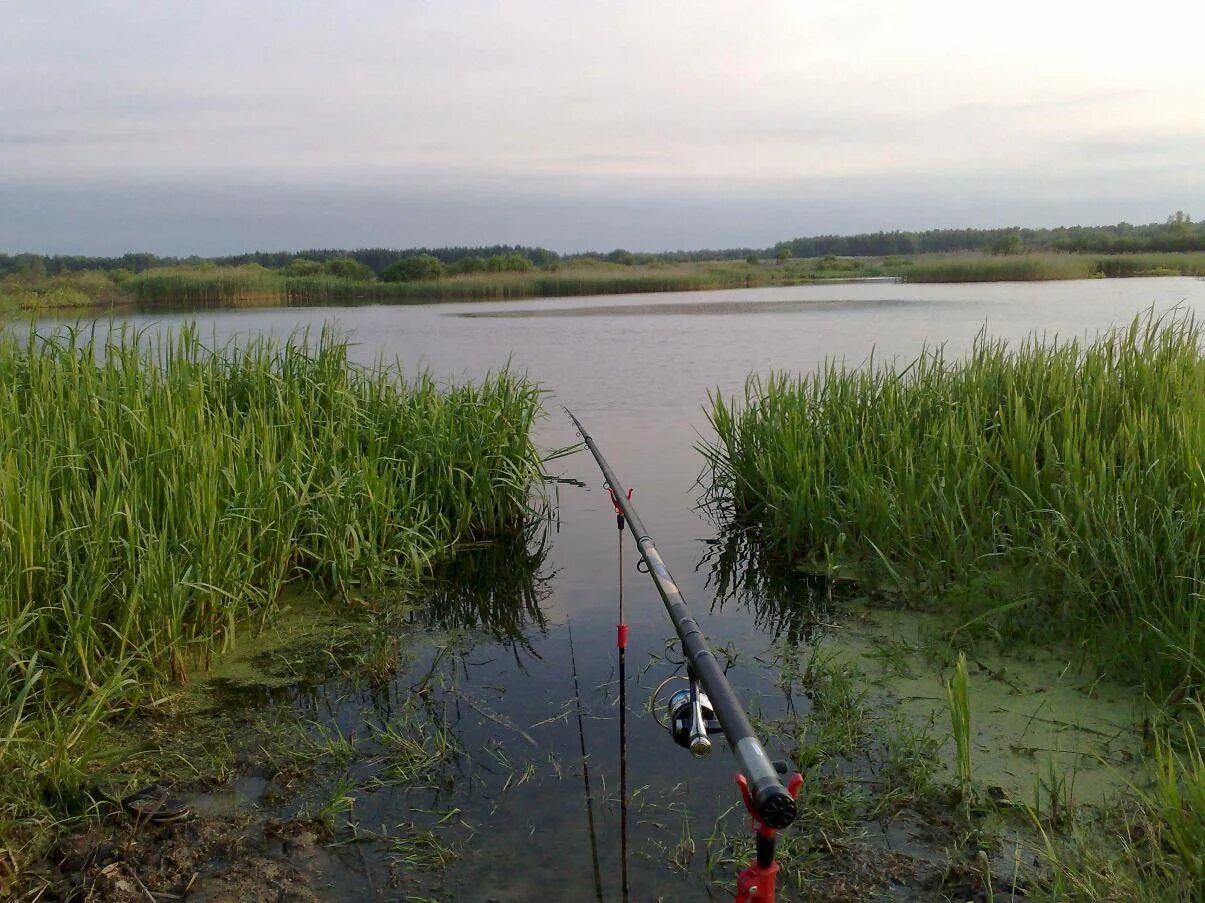 Рыбалка в калининграде сегодня. Река Проня рыбалка. Места рыбалки Калининградской. Место для рыбалки. Рыбалка в Калининградской области.