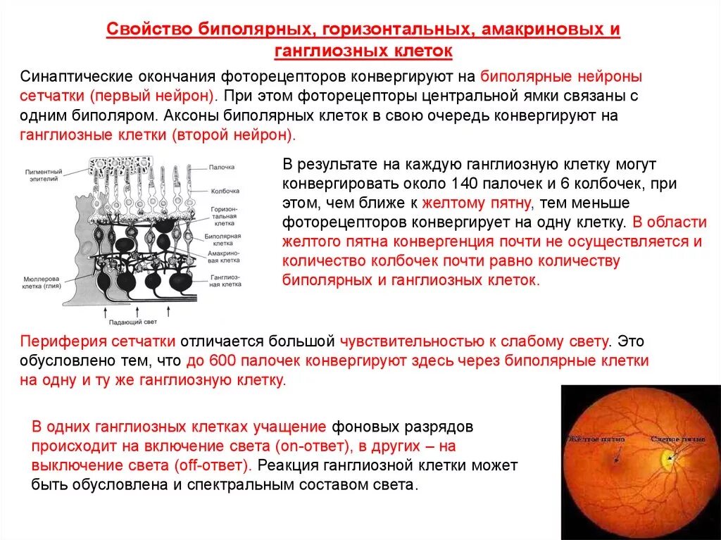 Сетчатка тело функции. Функции биполярных и ганглиозных клеток сетчатки. Горизонтальные клетки сетчатки функции. Биполярные клетки зрительного анализатора. Биполярные клетки сетчатки функции.