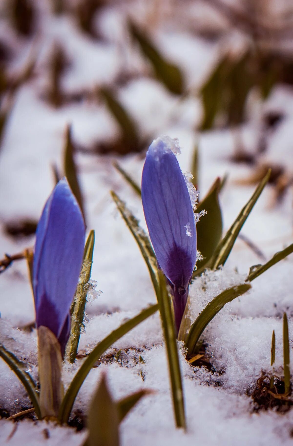 “пробуждение весны” ведекинда. Hbo весеннее пробуждение. пробуждение природы весной. пробуждение природы весной. “пробуждение весны” ведекинда.