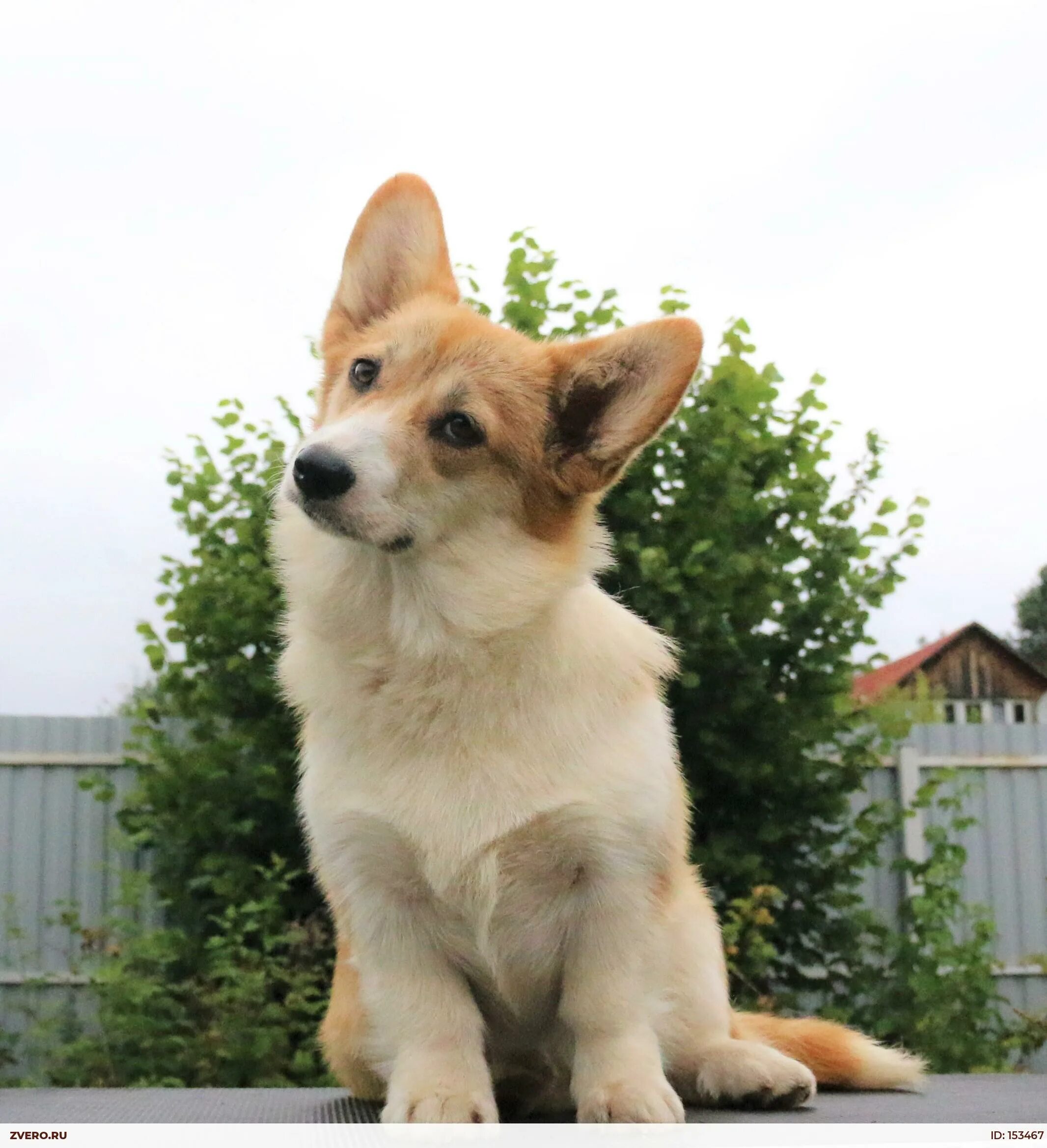 Вельш корги Воробьева. Корги пемброк 1,5 года. Pembroke Welsh Corgi щенки. Корги с хвостом.