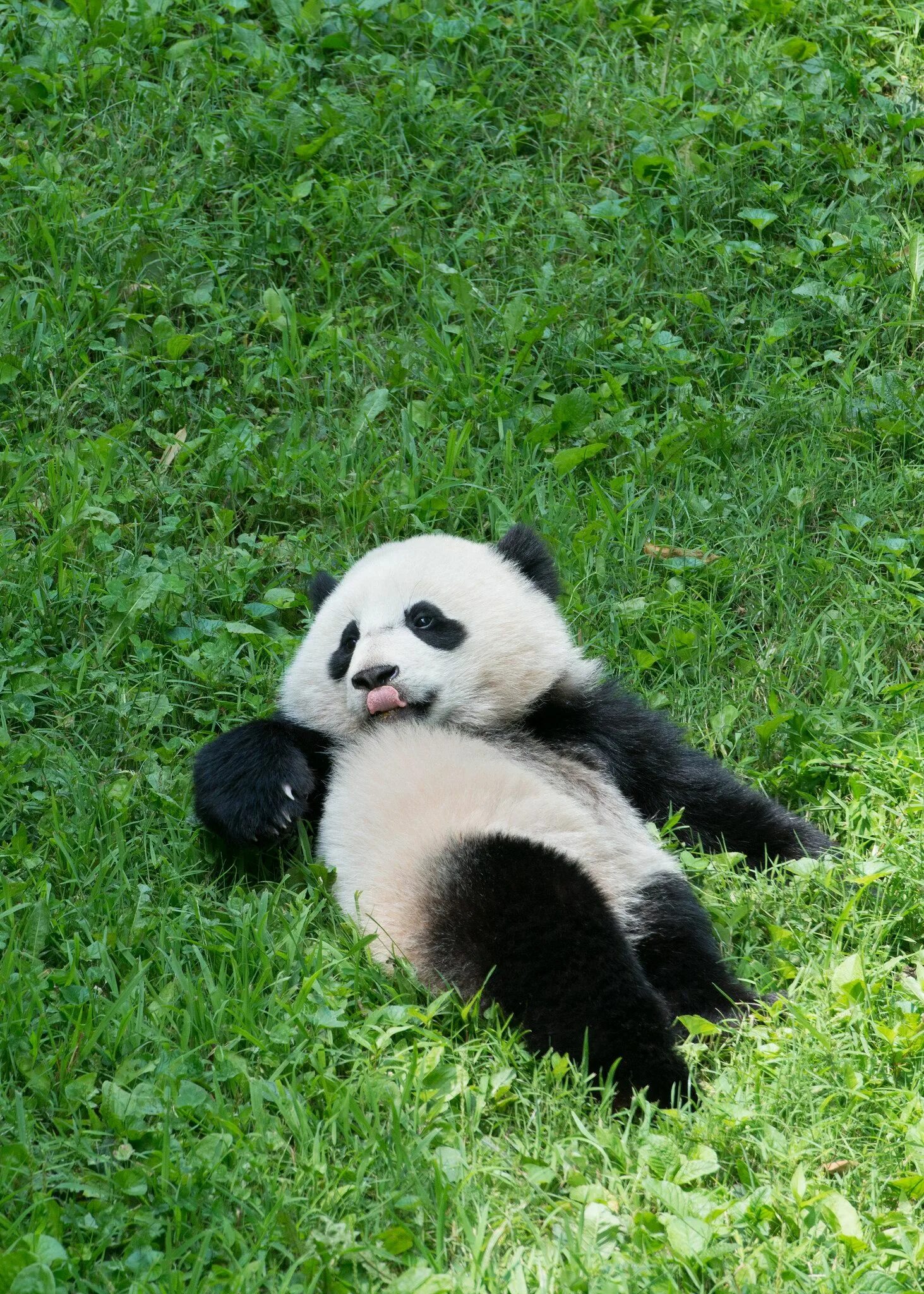 Pandas na