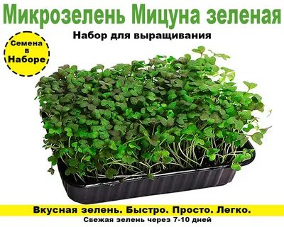 Микрозелень мицуна