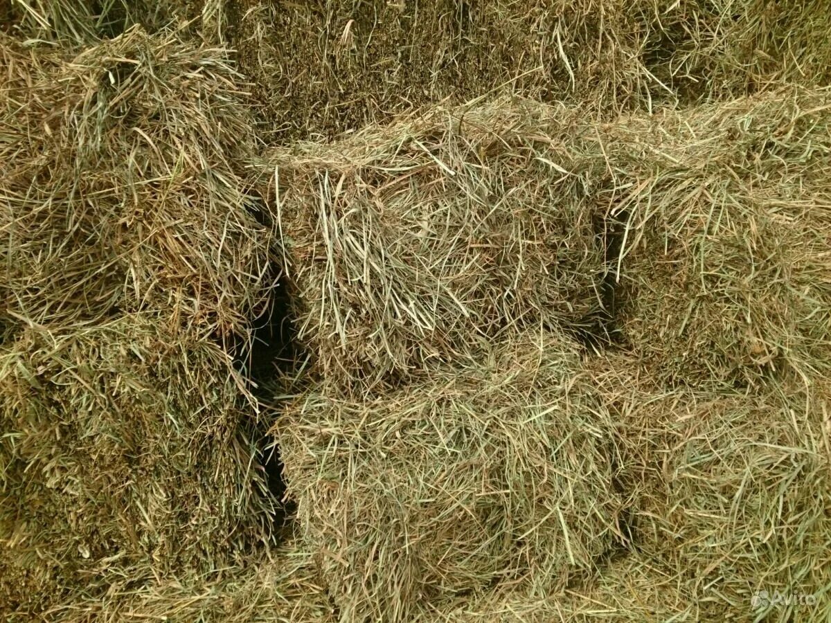 просяная солома для коров. тюк сена вес 500кг. можно ли сено. сено в рулонах и тюках. сено 500 кг.