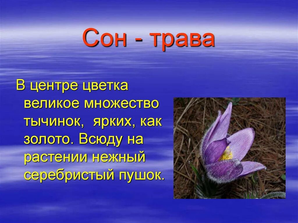 Сон трава почему так назвали. Растение сон трава. Загадки про сон траву. Сон трава описание. Сон трава стихотворение.