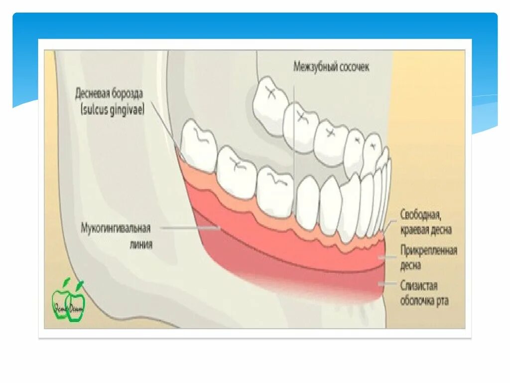 Десневая жидкость. Строение верхней десны. Прикрепленная десна